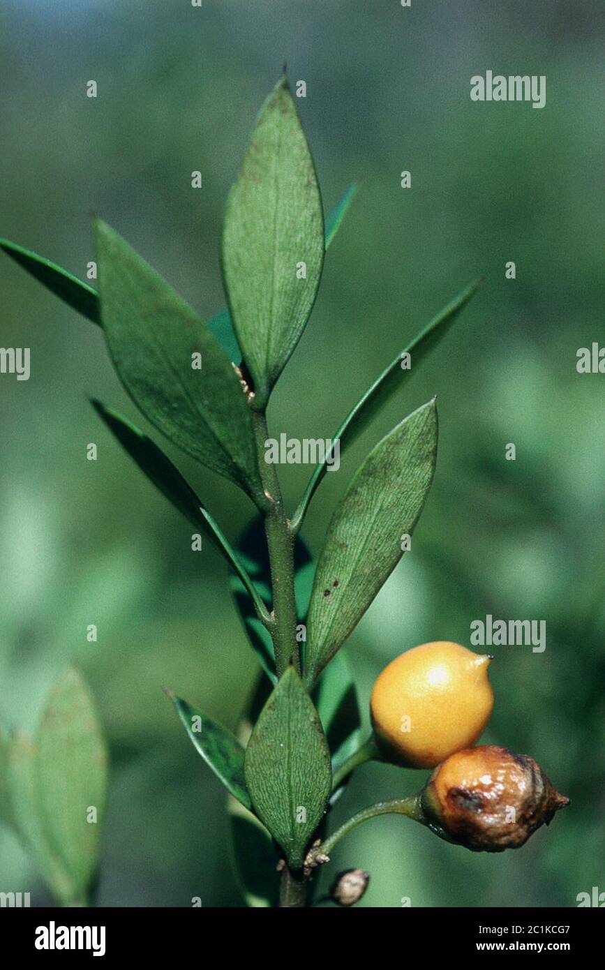 Jacquia umbellata A DC Jacquia umbellata A DC. Banque D'Images