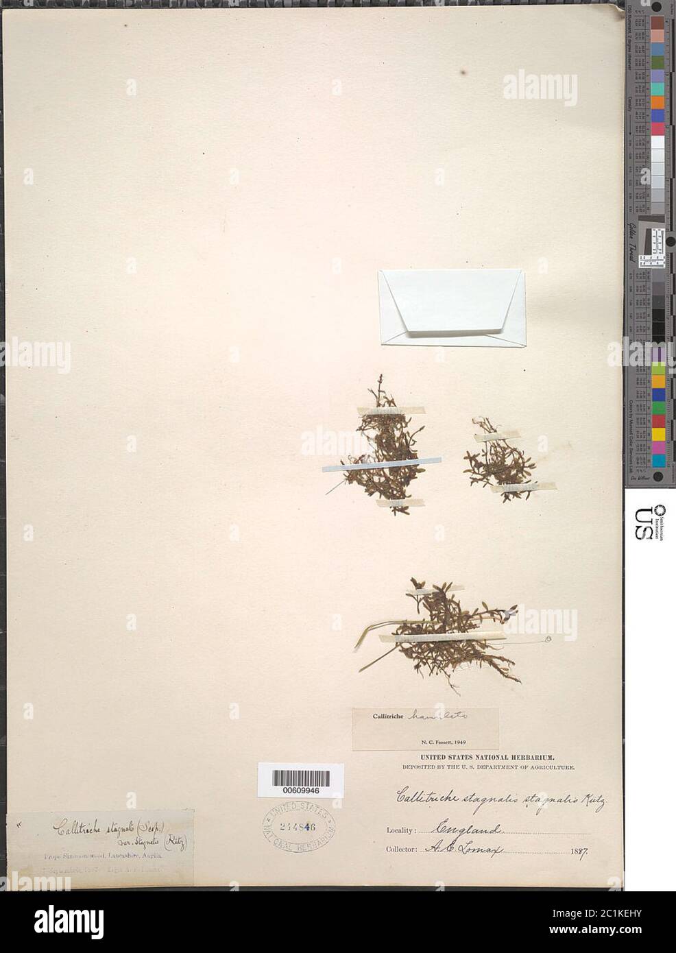 Callitriche hamulata Ktz ex WDJ Koch Callitriche hamulata Ktz ex WDJ Koch. Banque D'Images