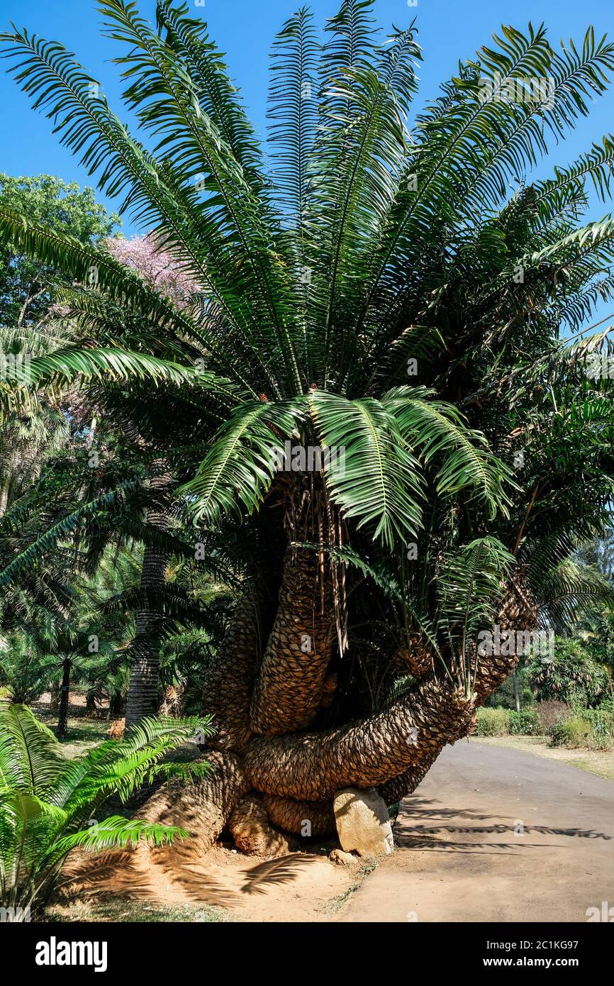 Immense cycad dans une allée du jardin botanique de Peradeniya, Kandy, Sri Lanka. Une belle sélection d'espèces botaniques. Journée ensoleillée dans la nature Banque D'Images