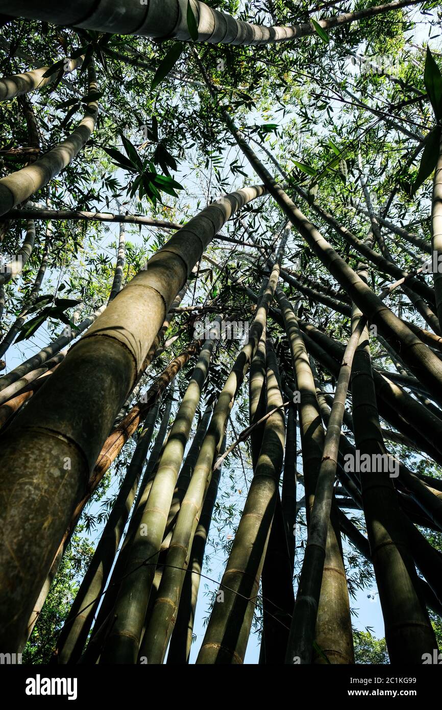 Plus grand dans le monde des arbres géants de bambou qui grandissent jusqu'au ciel avec de beaux rayons de soleil entre les deux. Vue du bas. Plantes uniques et fortes Banque D'Images