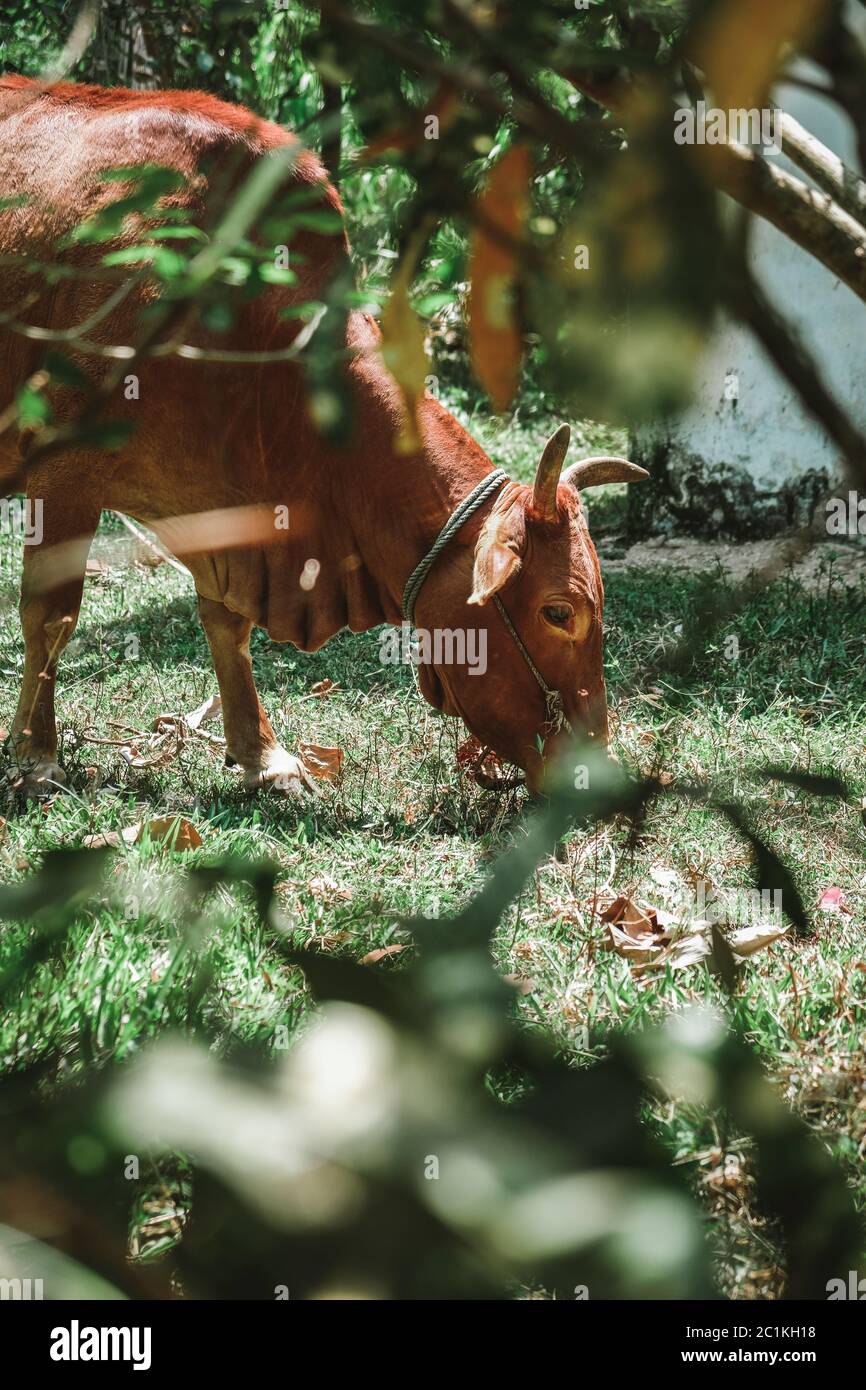 Jolie vache brune avec de petites cornes mangeant de l'herbe à l'extérieur dans la cour. Seul mâcher animal domestique avec les yeux tristes attaché avec la corde. Fermer la vue d'aperçu Banque D'Images