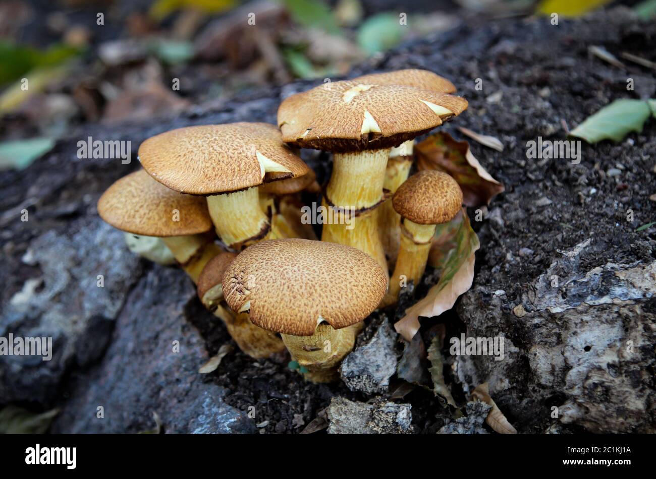 Dans la forêt de champignons Banque D'Images