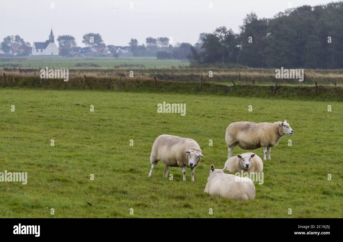 Mouton (Ovis) sur Texel Banque D'Images