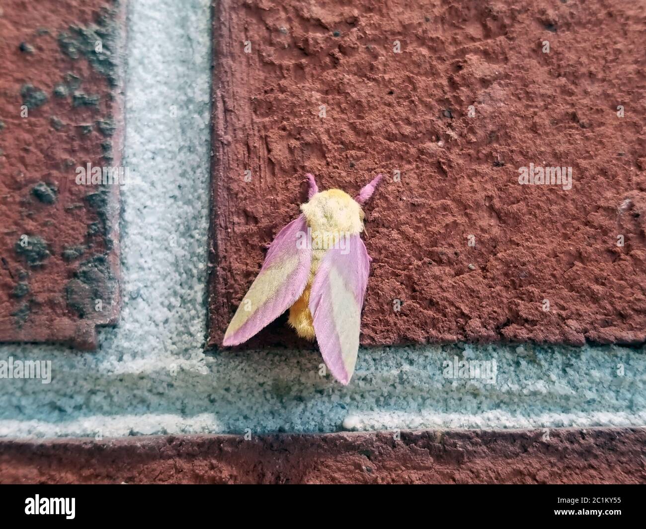 Gros plan du bogue jaune Banque D'Images