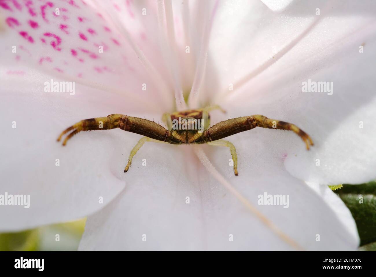 Araignée Huntsman sur fleur Azaleia Banque D'Images