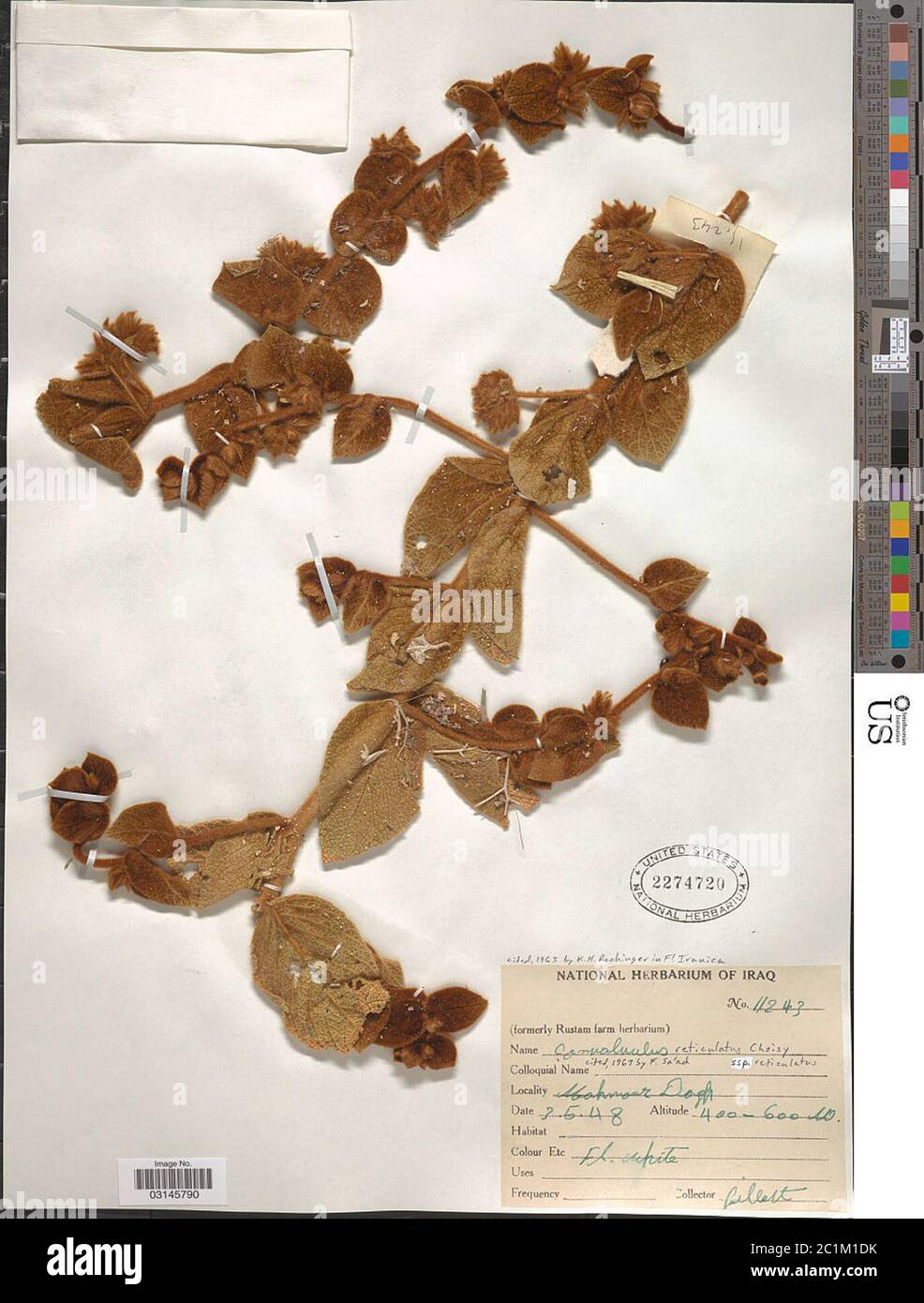 Convolvulus reticulatus Convolvulus reticulatus. Banque D'Images