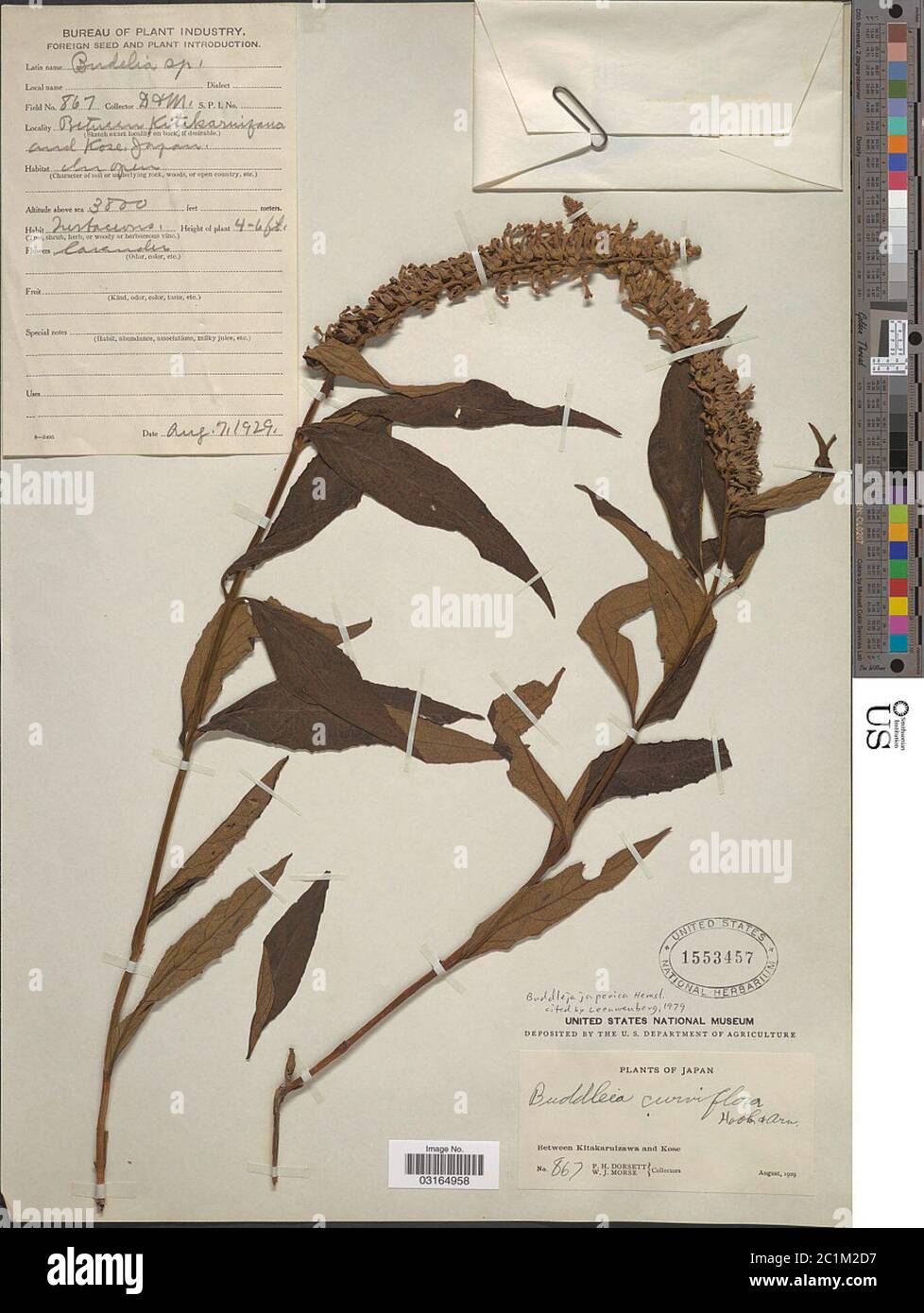 Buddleja japonica Hemsl Buddleja japonica Hemsl. Banque D'Images