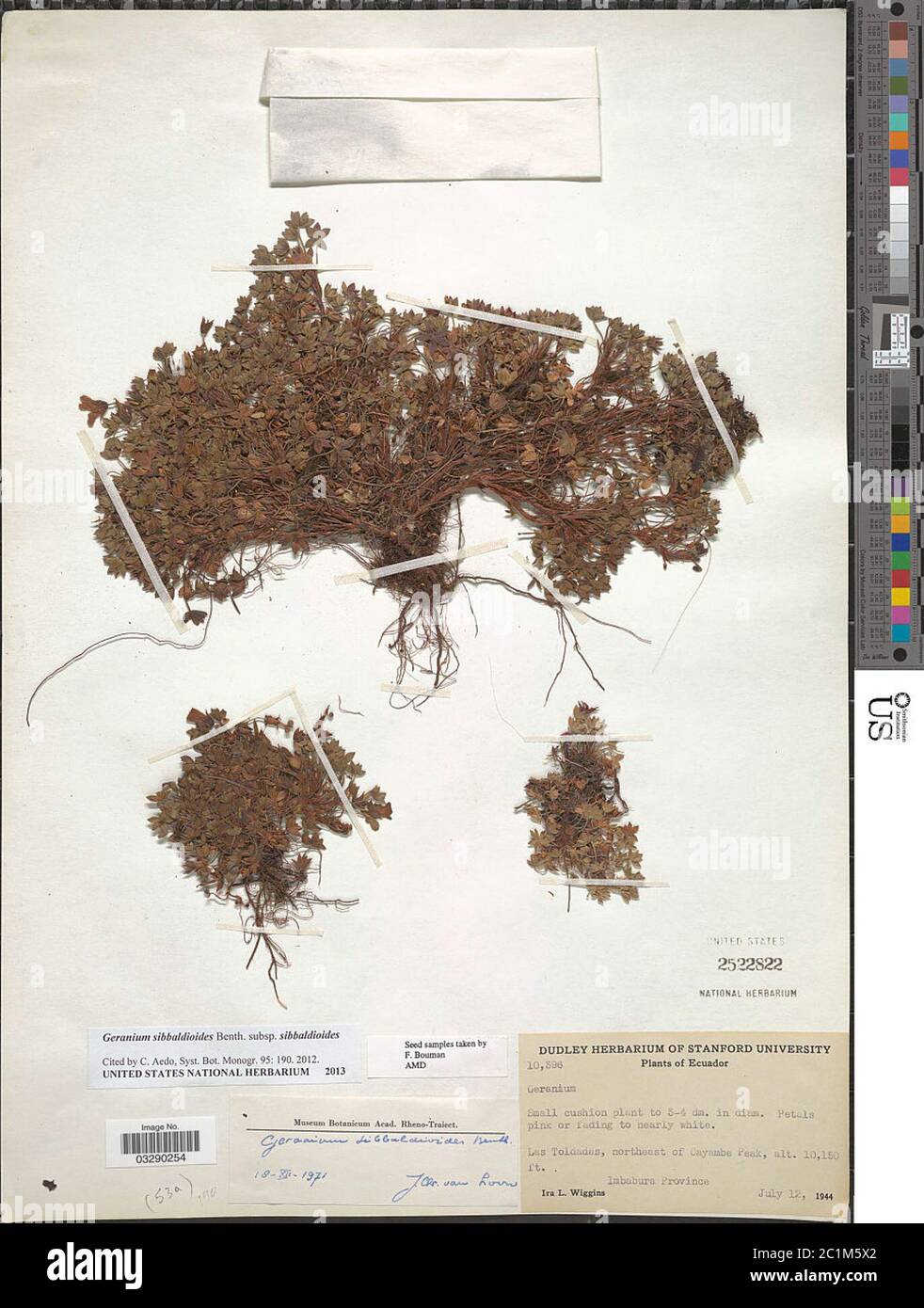 Géranium sibbaldioïdes géranium sibbaldioïdes. Banque D'Images