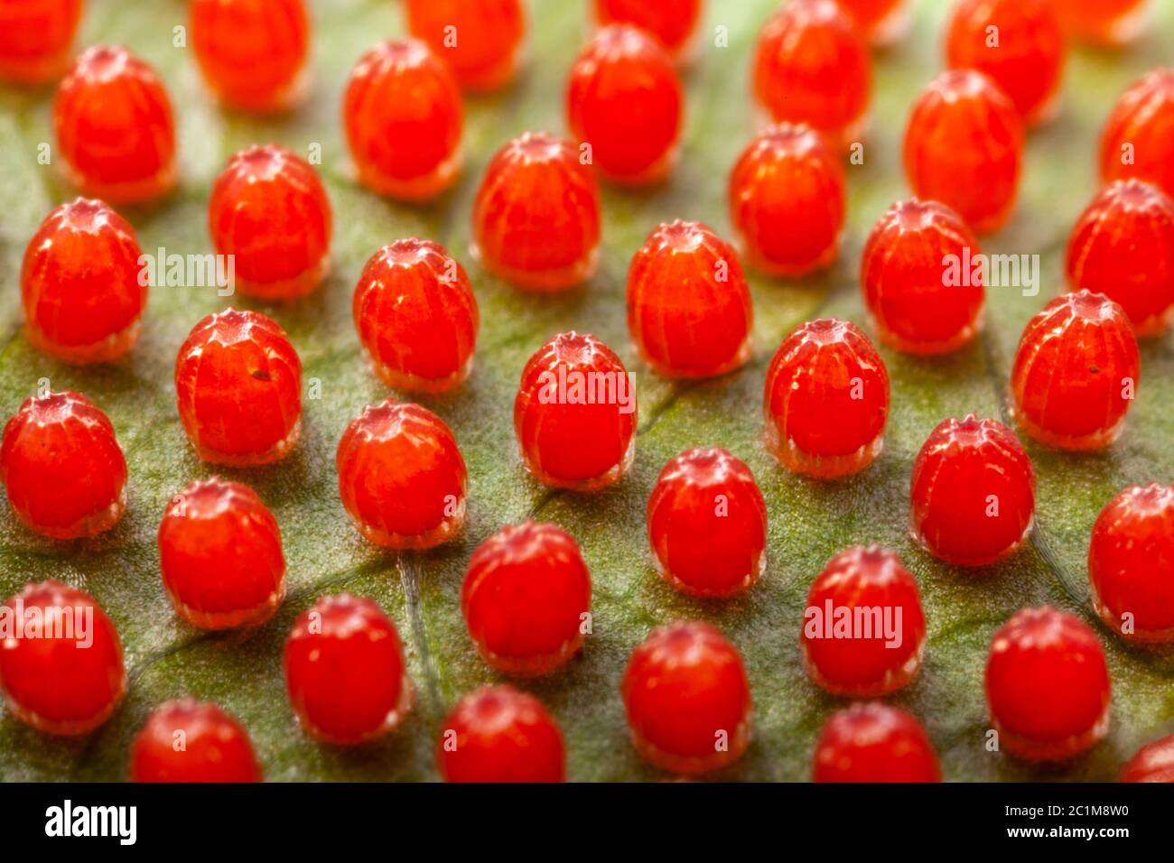 Œufs de papillon juno de Dione sur feuille de fruit de passion - fort grossissement Banque D'Images