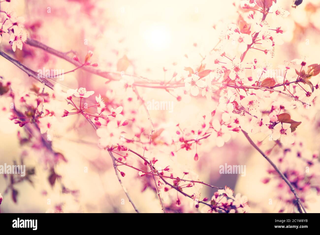 Fleurs d'arbre, fleurs de printemps Banque D'Images