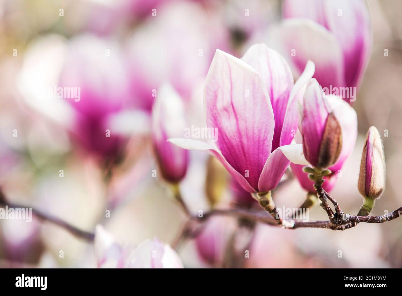 Magnolia fleurs fleur de printemps Banque D'Images