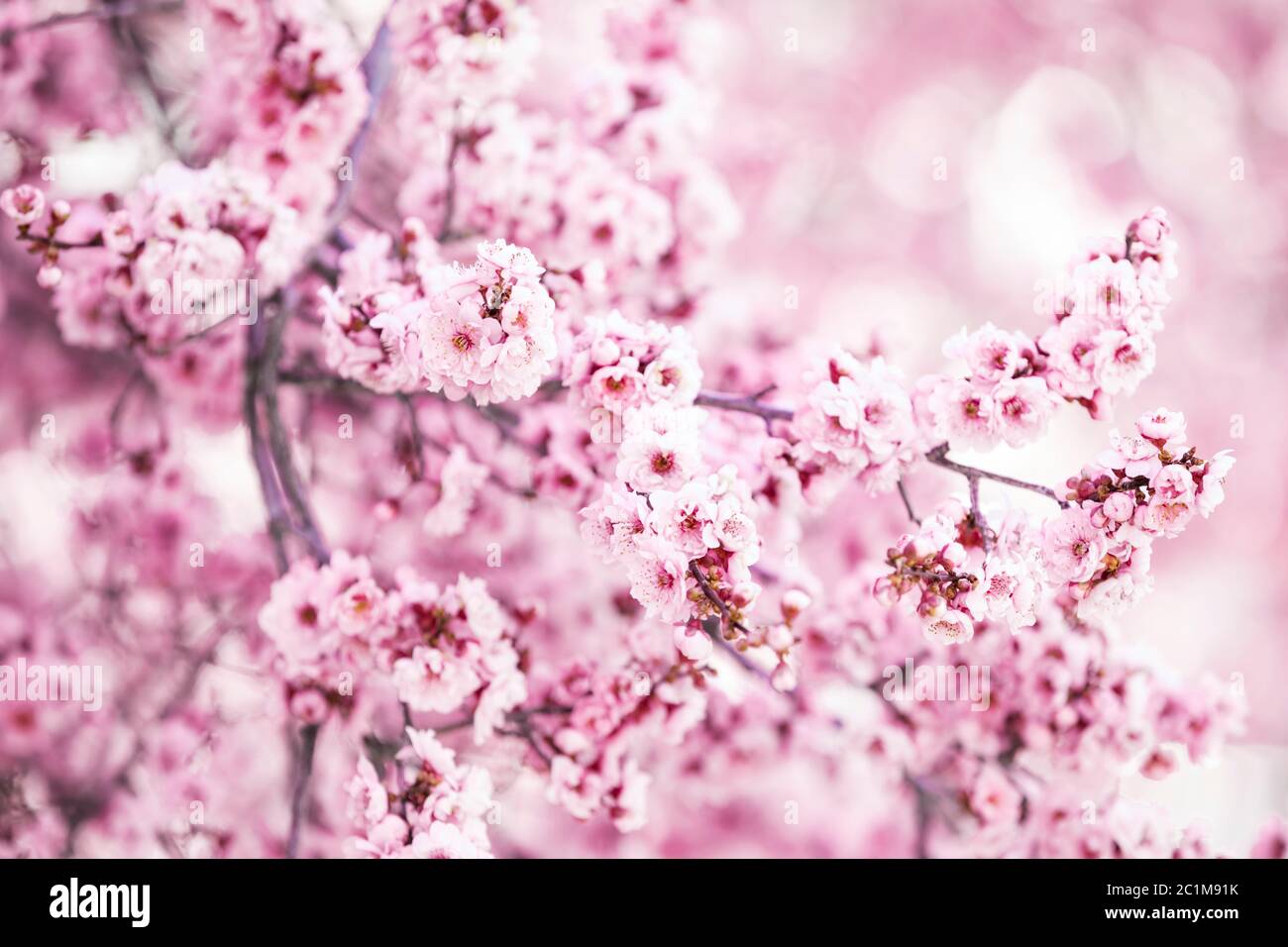 Fleurs d'arbre, fleurs de printemps Banque D'Images
