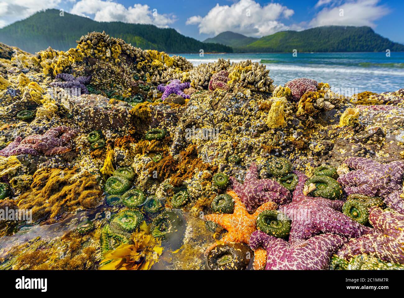 Tidepool avec étoiles de mer, anémones de mer, barnacles et moules le long de la côte ouest à la baie San Josef, dans le parc provincial du Cap Scott, île de Vancouver, Brit Banque D'Images