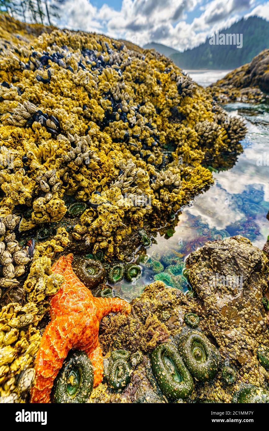 Tidepool avec étoiles de mer, anémones de mer, barnacles et moules le long de la côte ouest à la baie San Josef, dans le parc provincial du Cap Scott, île de Vancouver, Brit Banque D'Images