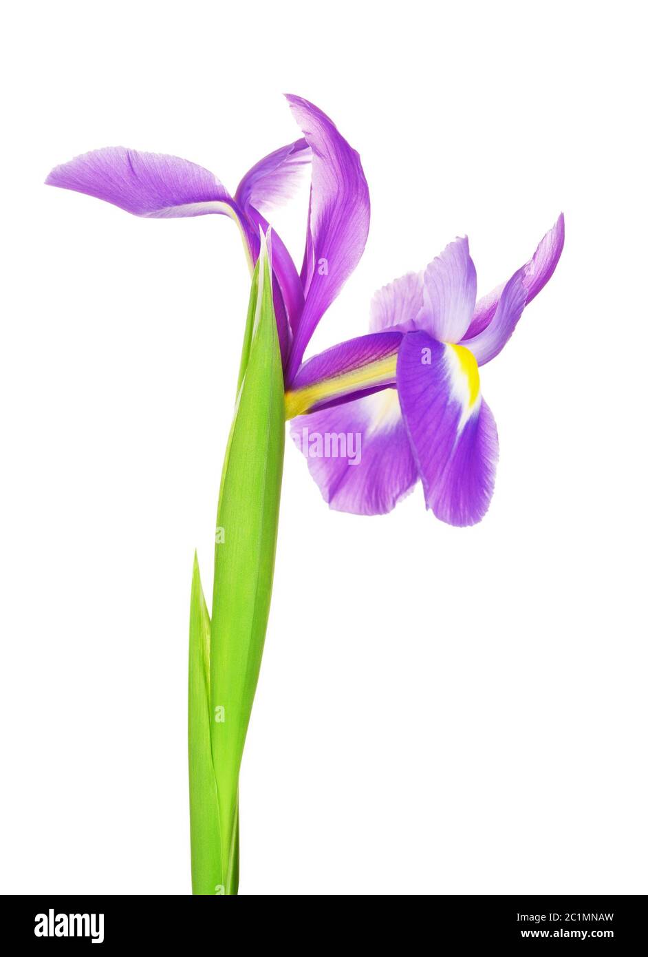 Belle fleur violette fleur de lys, Iris qui fleurit dans le jardin Photo  Stock - Alamy