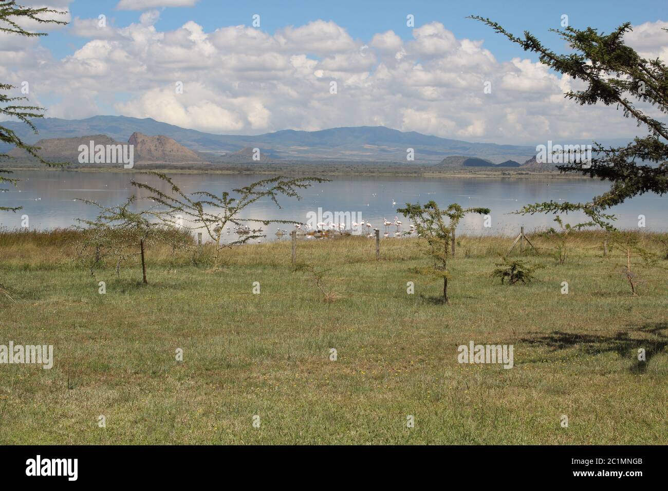 Paysage au lac Elementeita avec des mouettes et des flamants roses sur le côte Banque D'Images