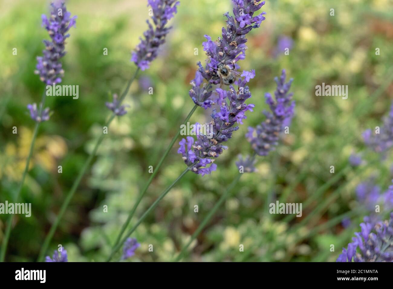 les abeilles et les bourdons collectent sur le miel de lavande pourpre Banque D'Images