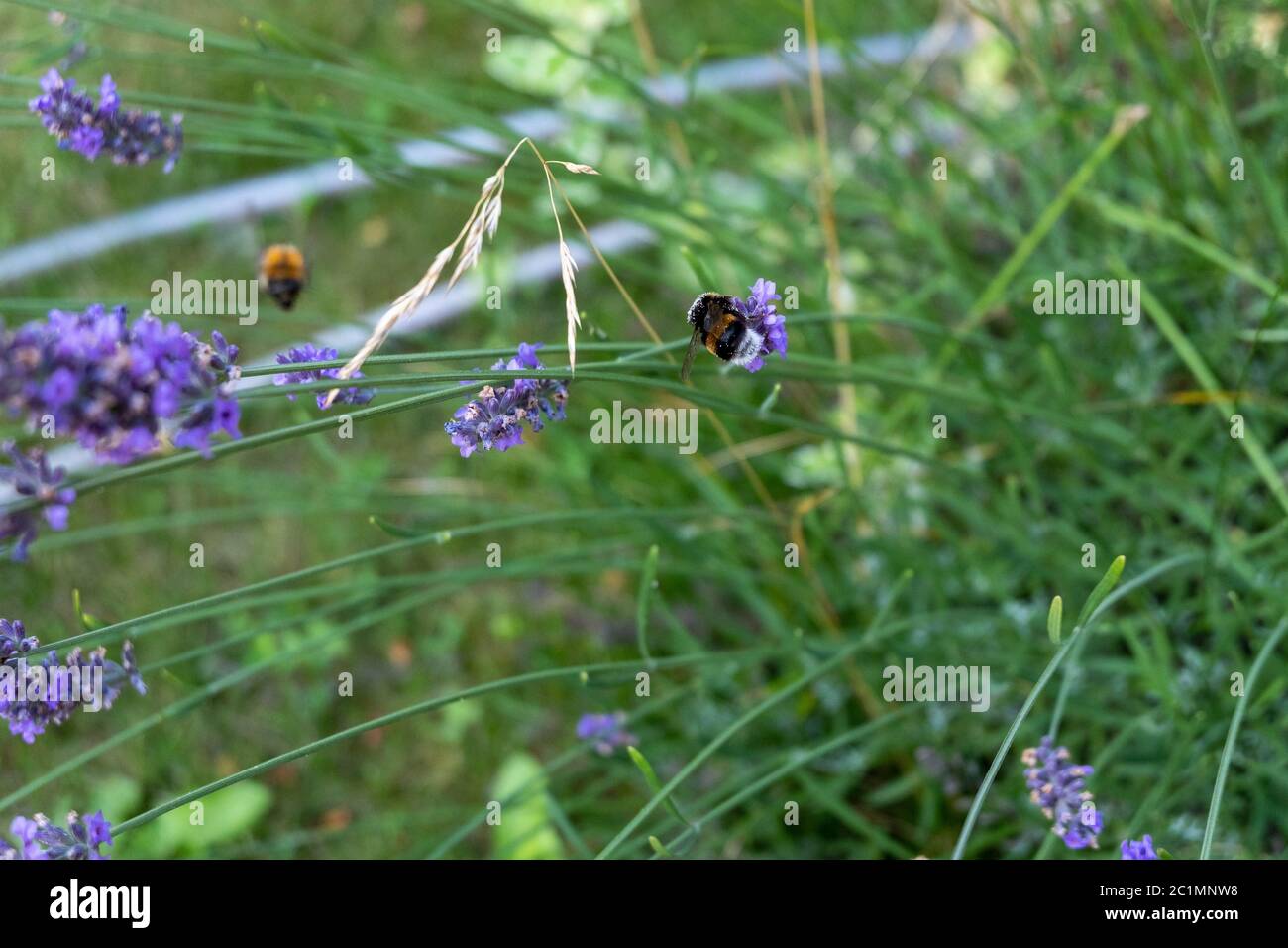 les abeilles et les bourdons collectent sur le miel de lavande pourpre Banque D'Images