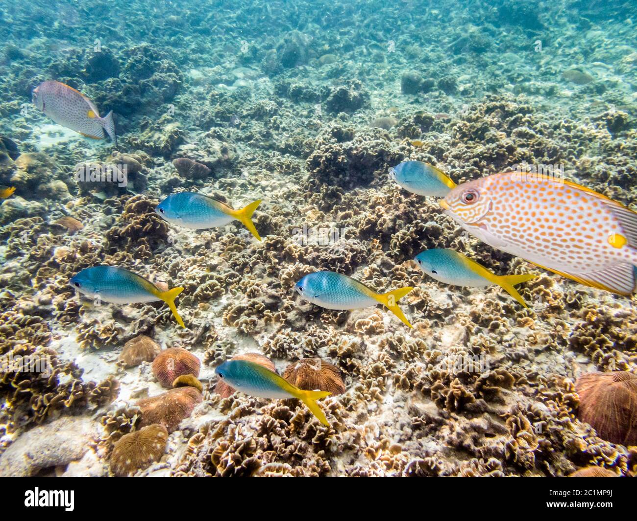 Photos sous-marines de poissons de mer de groupe Banque D'Images