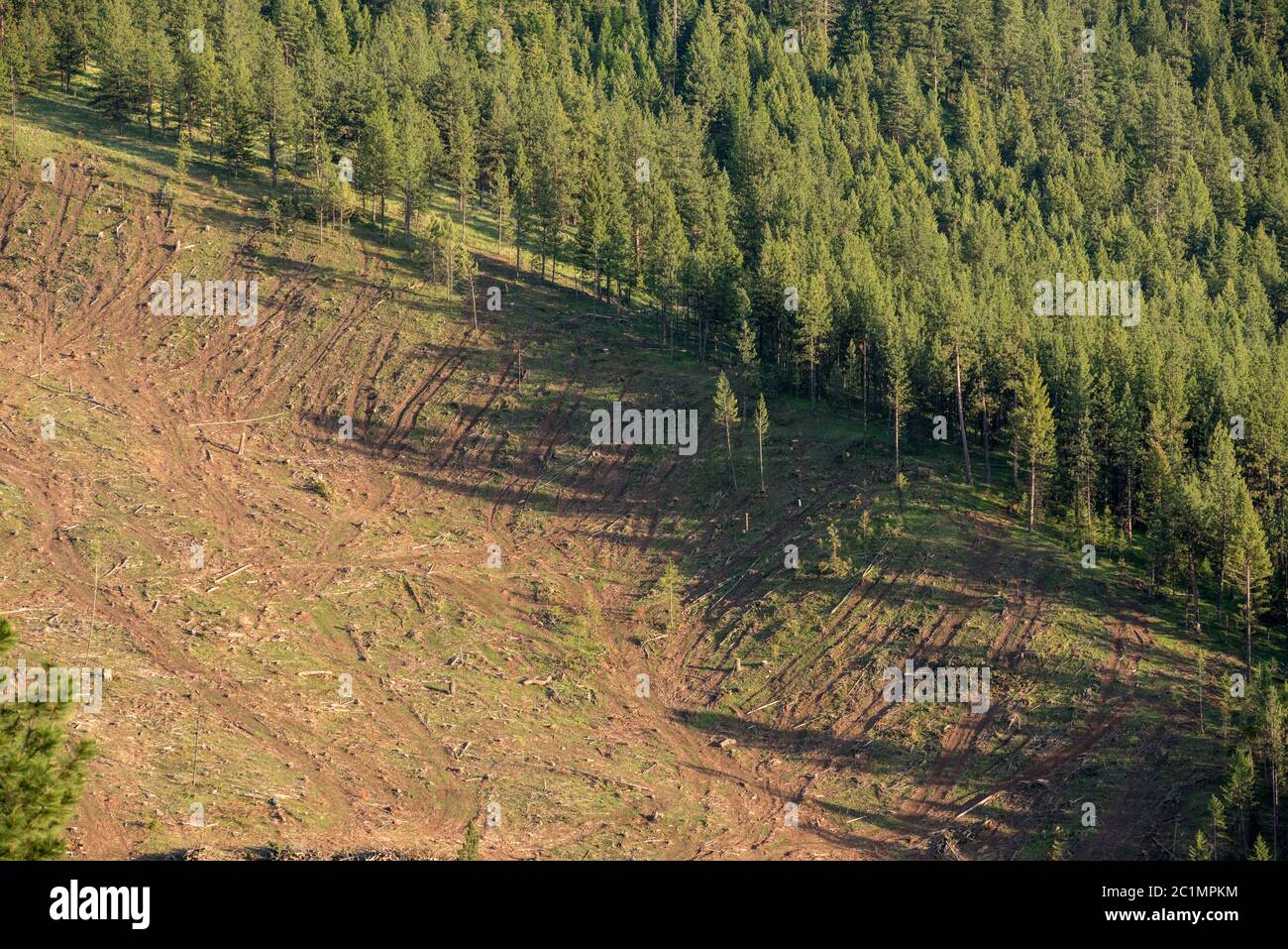 Forêt forestière sur les terres du groupe de ressources forestières Hancock dans le comté de Wallowa, en Oregon. Banque D'Images