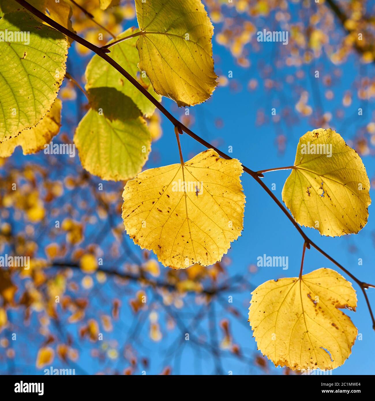 Les feuilles d'un tilleul avec la couleur en automne en octobre en automne Banque D'Images