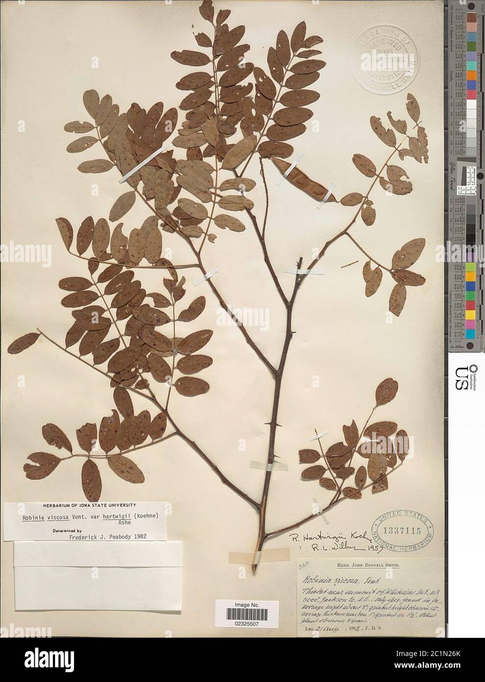 Robinia viscosa Robinia viscosa. Banque D'Images