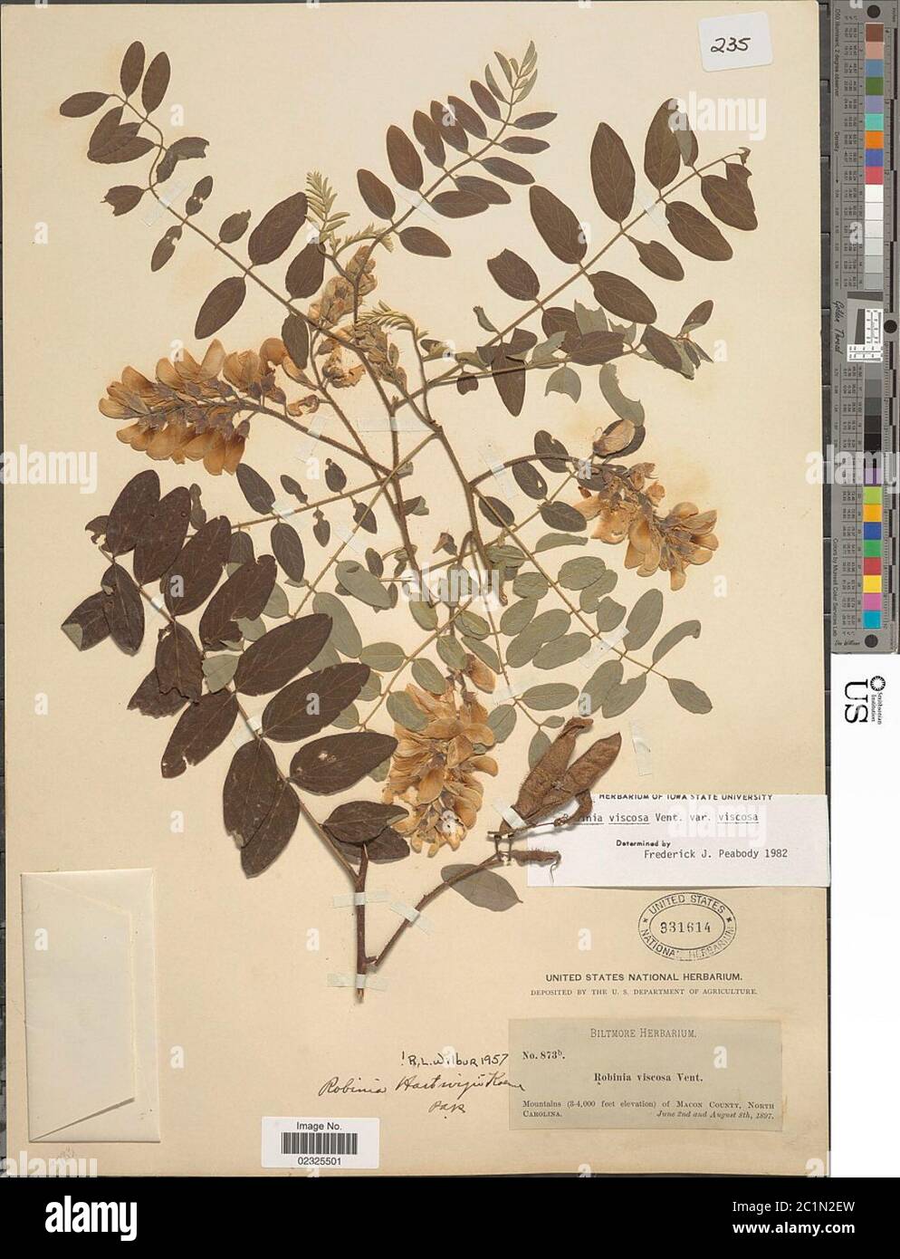 Robinia viscosa Robinia viscosa. Banque D'Images