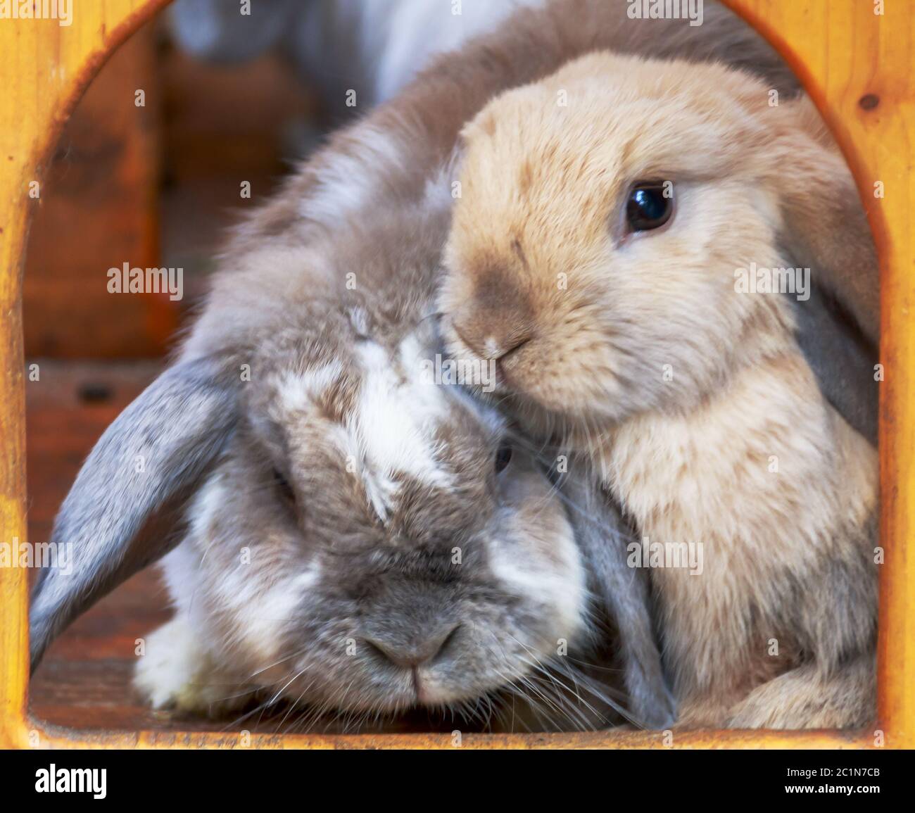 Lapins en cuddling, béliers dans leur boîte Banque D'Images
