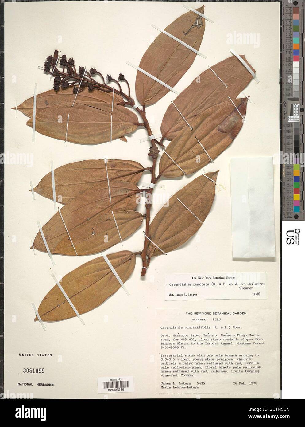 Cavendishia punctata Ruiz tcettcetcetcetcetcetcetcetcetcetcetcetcetcetcetcetcetcetcetcetcetcetcetcetcetcetcetc Banque D'Images