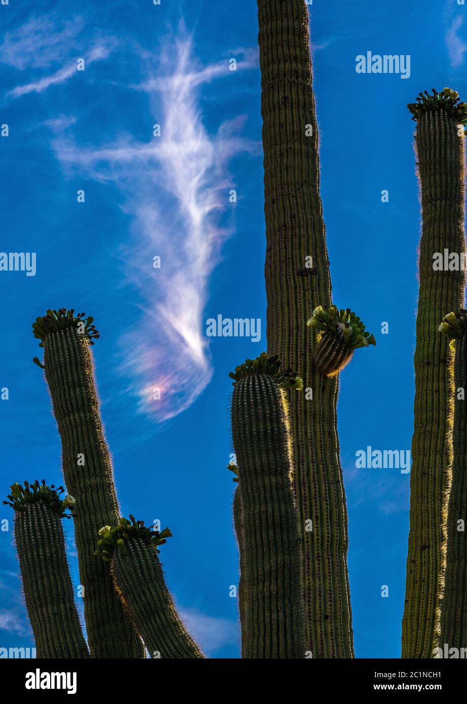 Un chien de soleil brille sur le cactus de saguaro en mai dans le monument national de la forêt d'Ironwood, Sonoran Desert, Arizona, États-Unis. Banque D'Images