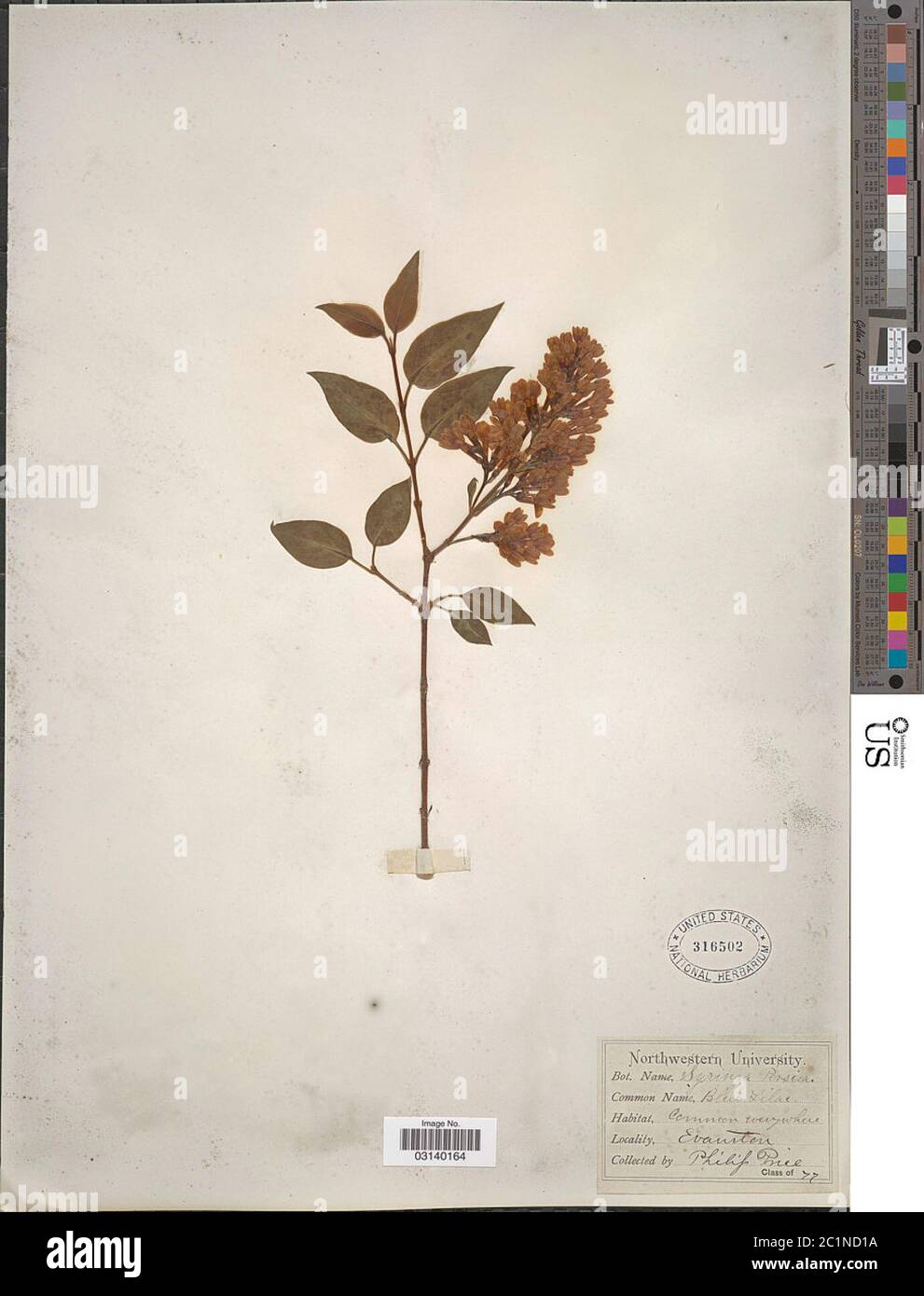 Syringa persica L Syringa persica L. Banque D'Images