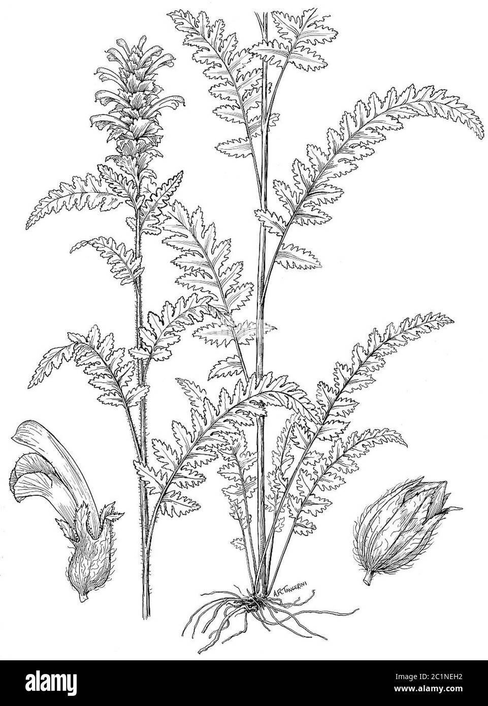 Pedicularis furbishiae Pedicularis furbishiae. Banque D'Images