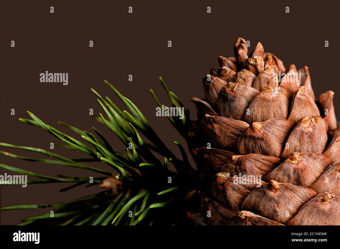 Branche de cèdre avec cônes de près Banque D'Images