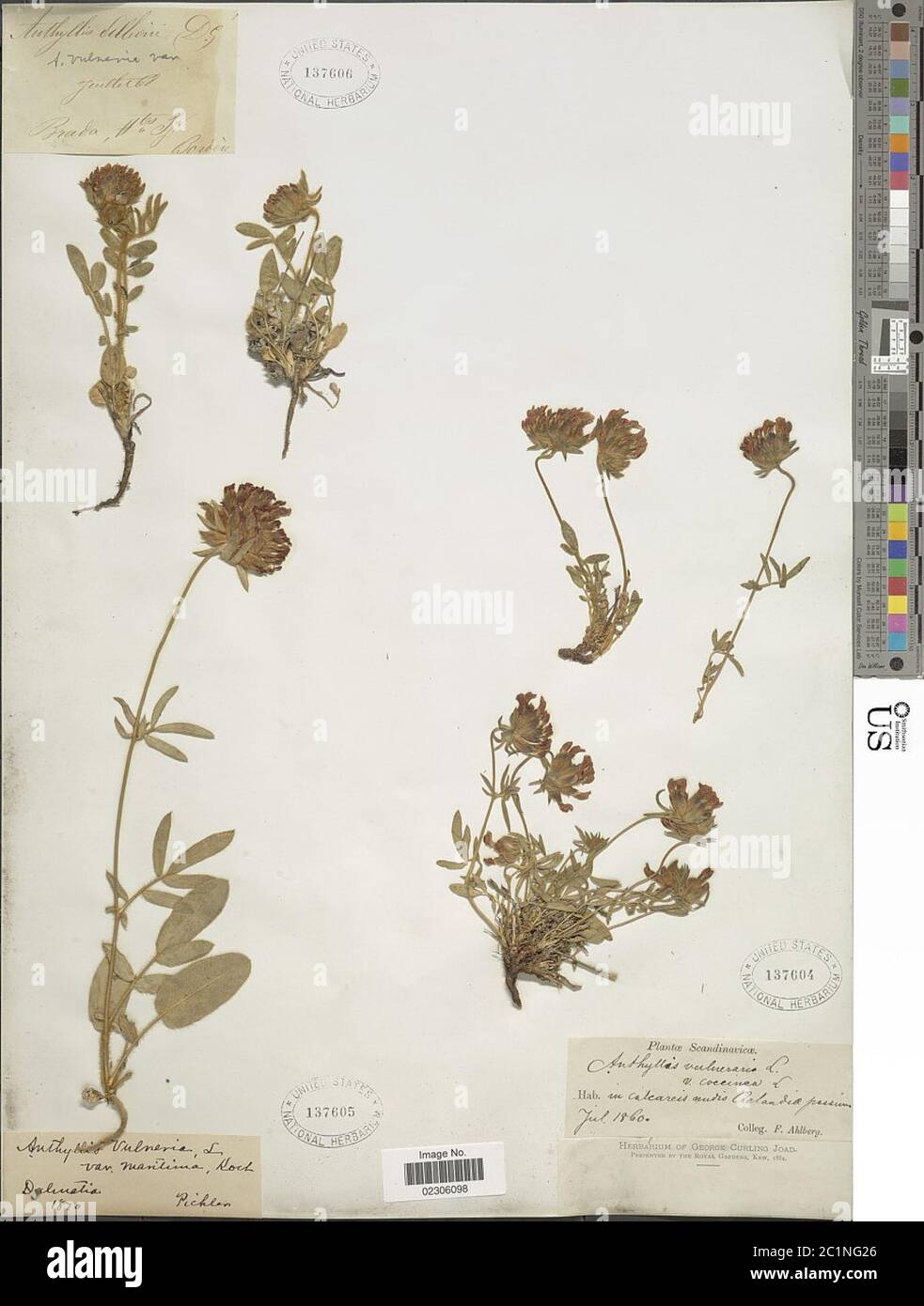 Anthyllis vulneraria var coccinea L Anthyllis vulneraria var coccinea L. Banque D'Images