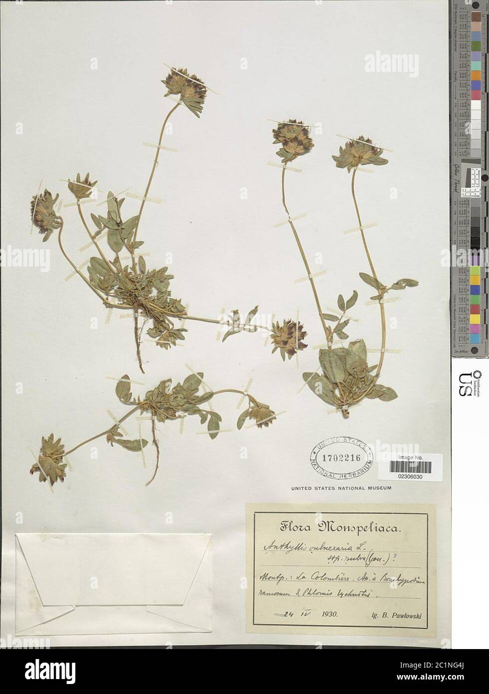 Anthyllis vulneraria var rubriflora SER Anthyllis vulneraria var rubriflora SER. Banque D'Images