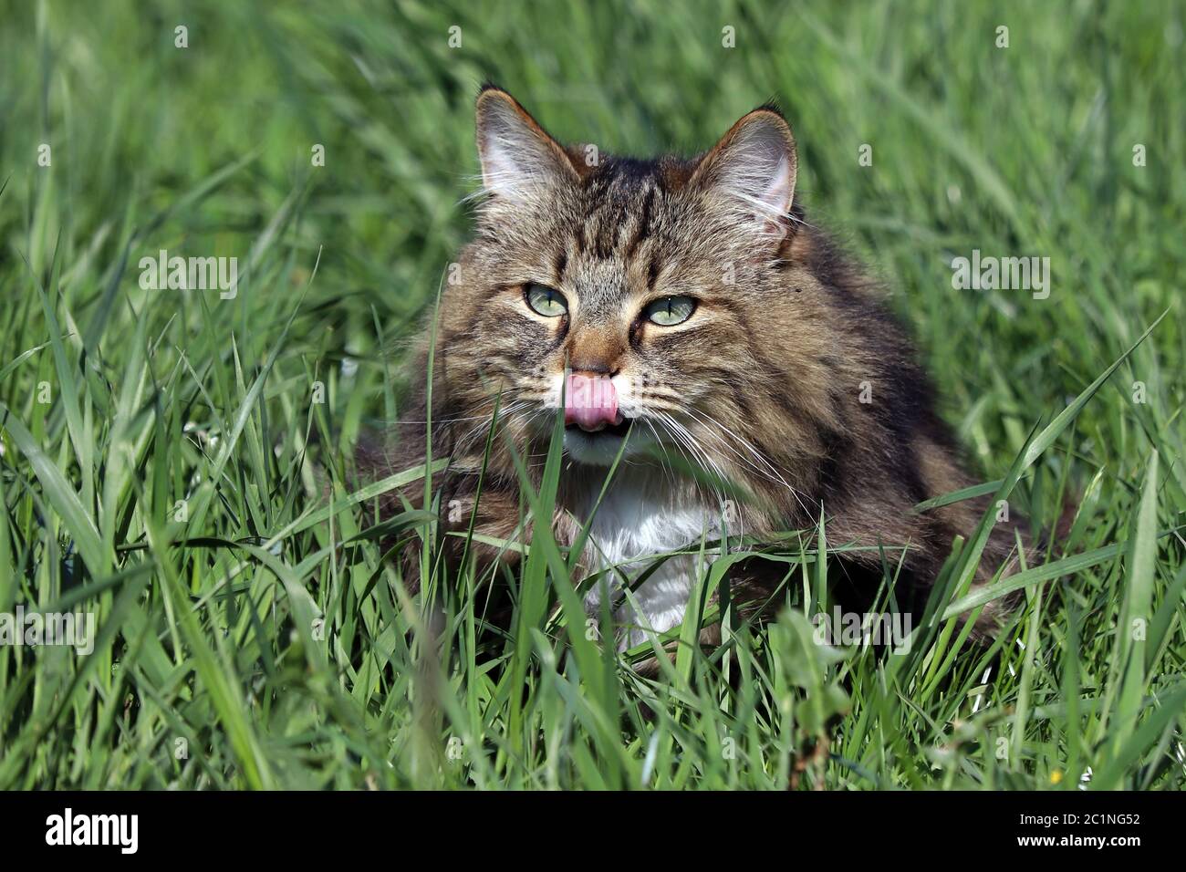 Un joli chat de la forêt norvégienne dans l'herbe lèche son nez. Photo de chat drôle Banque D'Images