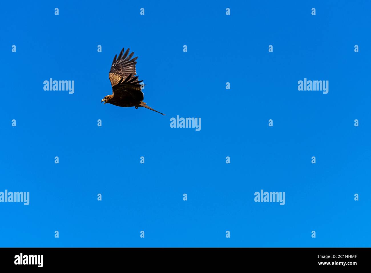 Cerf-volant noir (Milvus migrans) Banque D'Images