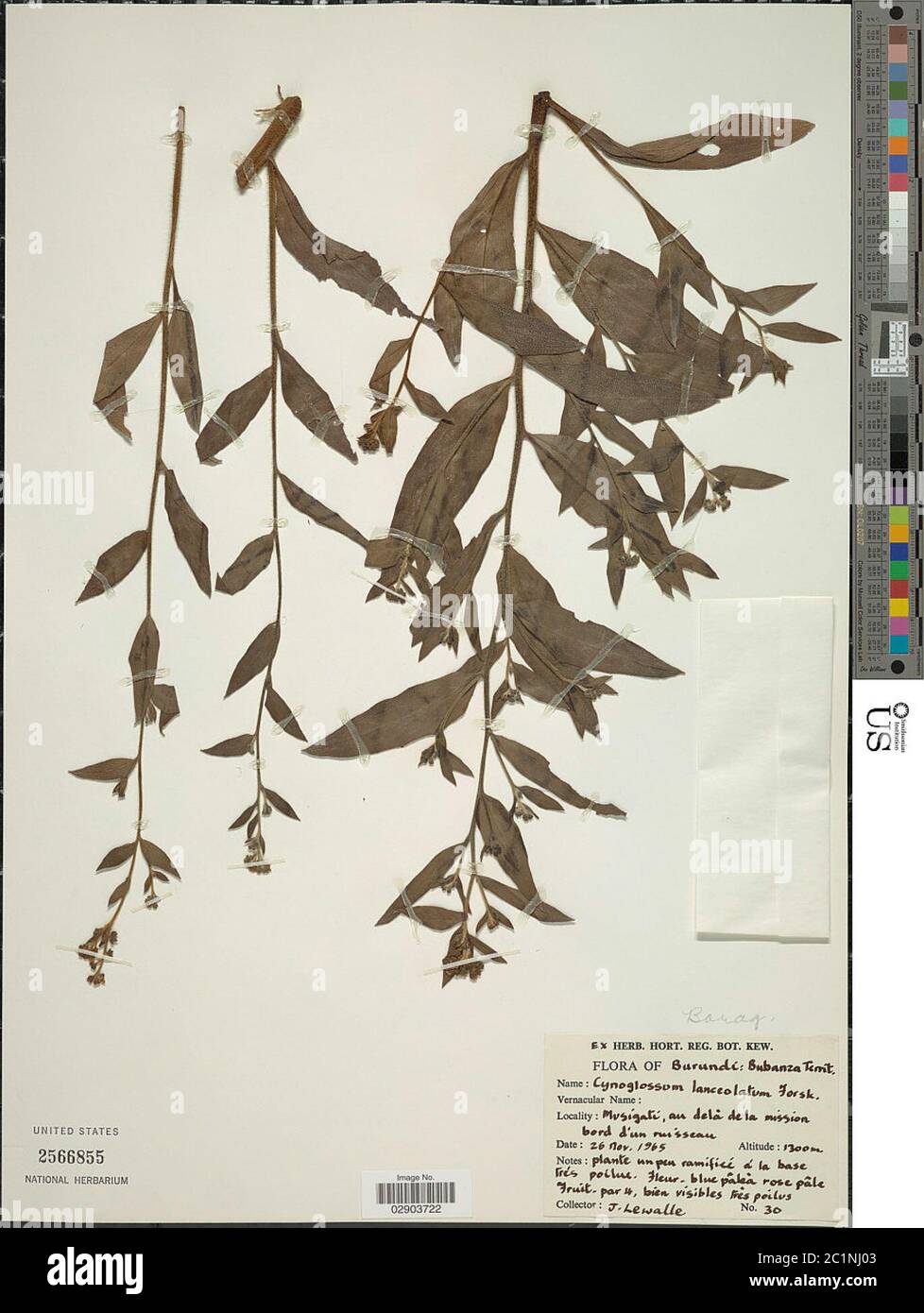 Cynoglossum lanceolatum Forssk Cynoglossum lanceolatum Forssk. Banque D'Images