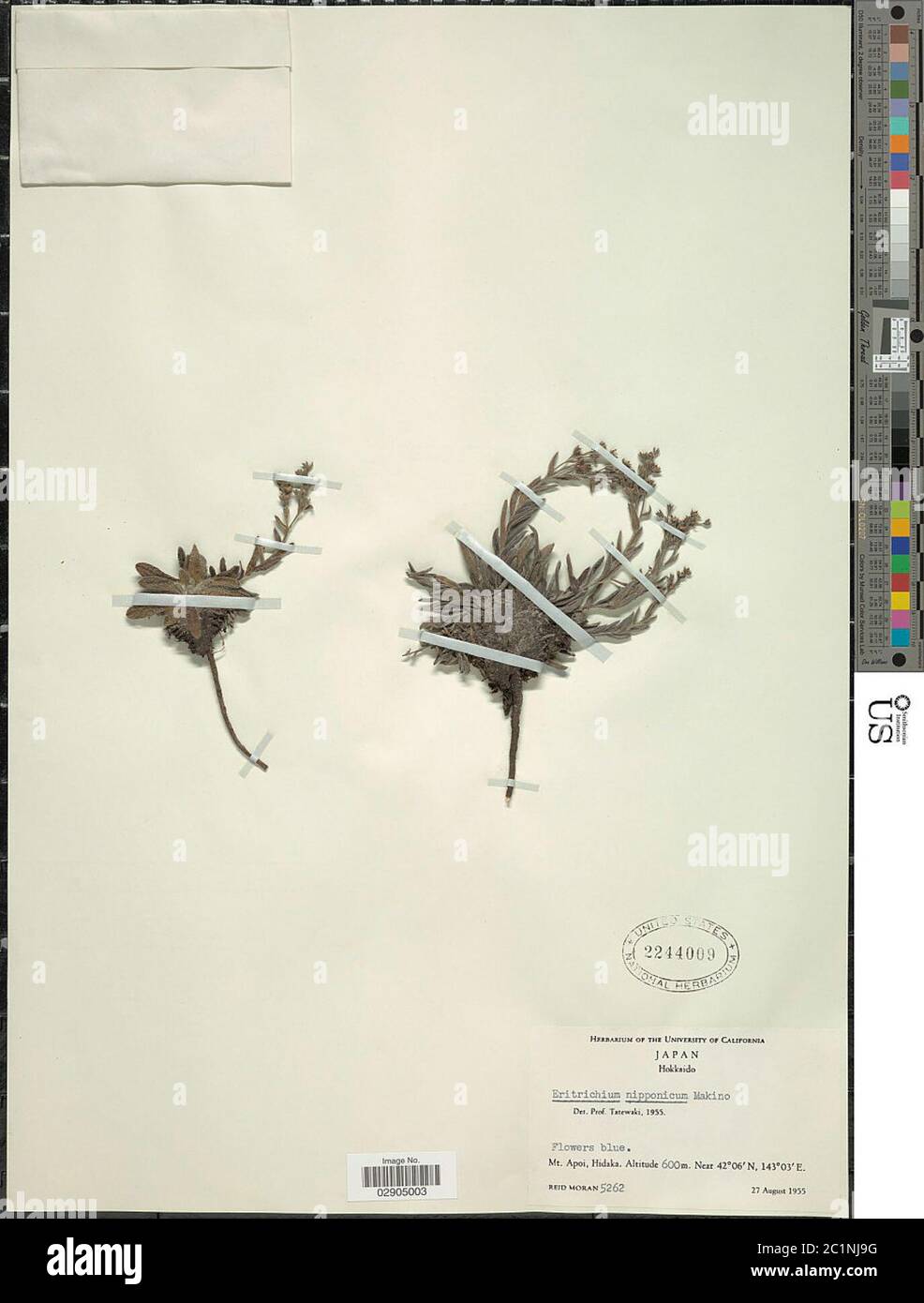 Erythrichium nipponicum Makino Erythrichium nipponicum Makino. Banque D'Images