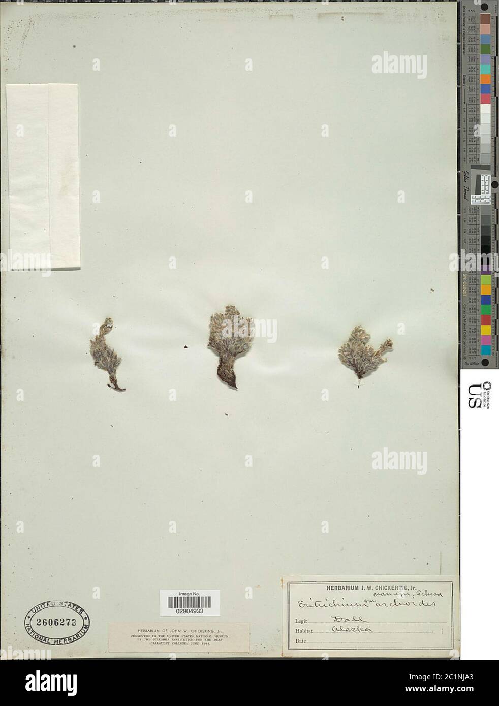 Erythrichium nanum Erythrichium nanum. Banque D'Images