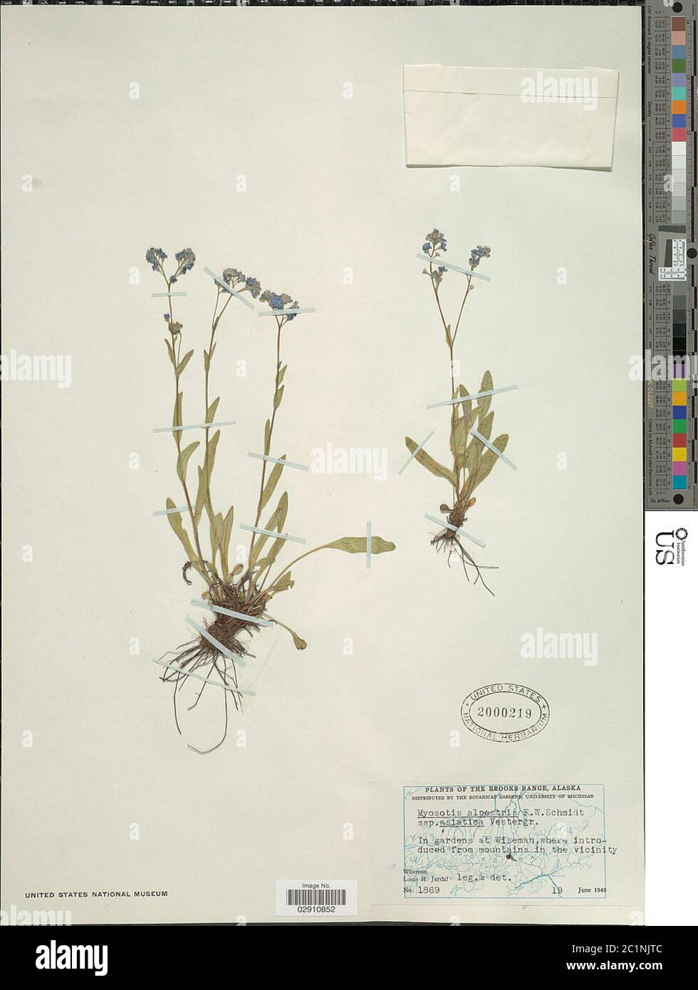 Myosotis alpestris subsp asiatica Vesterrr Myosotis alpestris subsp asiatica Vesterrrrr. Banque D'Images