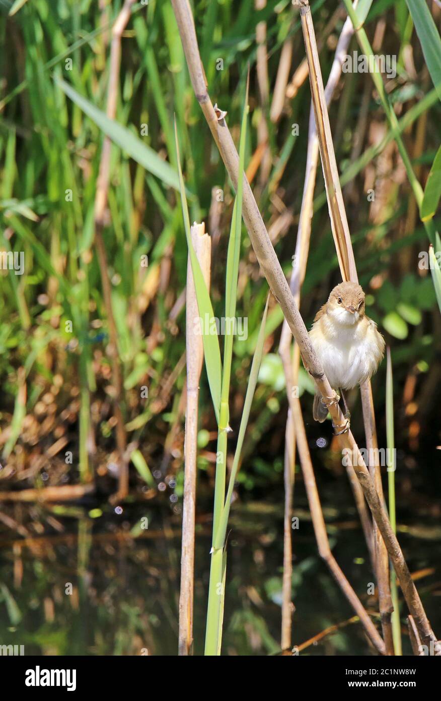 Paruline de bassin Acrocephalus scirpaceus Banque D'Images