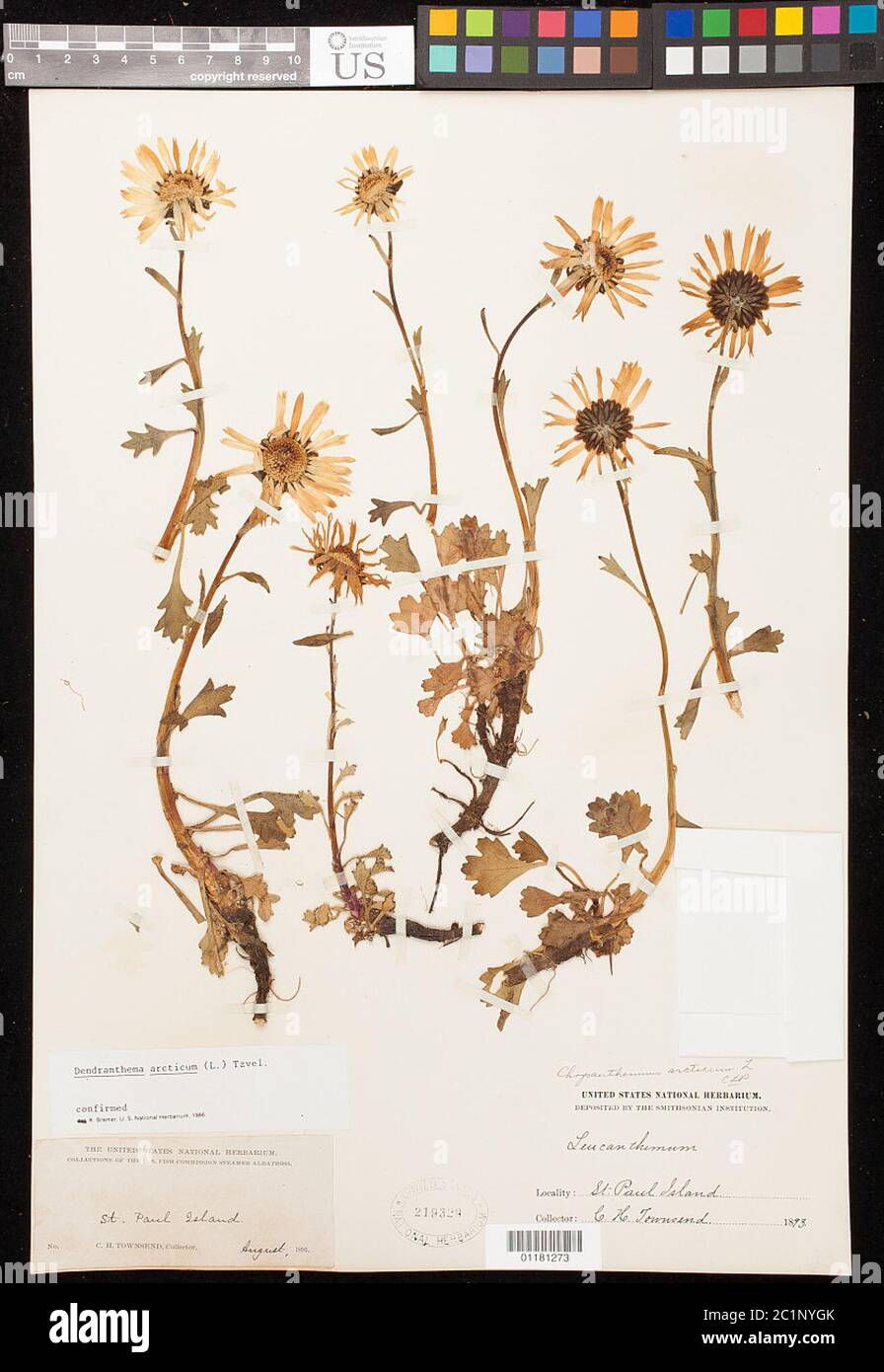 Dendranthema arcticum L Tzvelev Dendranthema arcticum L Tzvelev. Banque D'Images