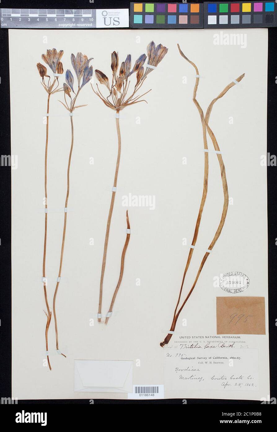 Triteleia laxa Benth Triteleia laxa Benth. Banque D'Images