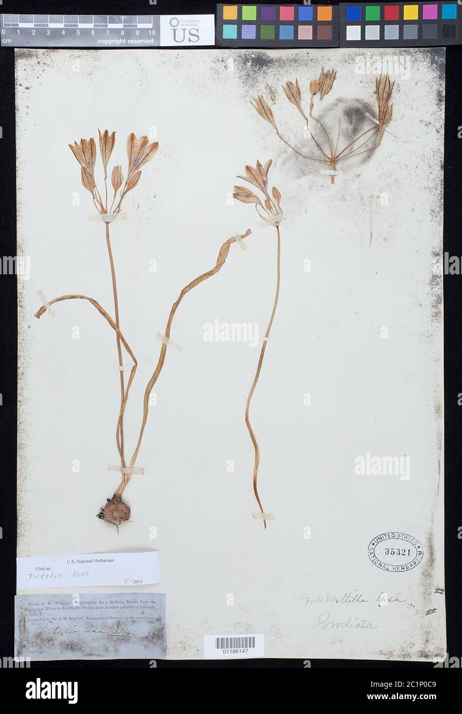 Triteleia laxa Benth Triteleia laxa Benth. Banque D'Images