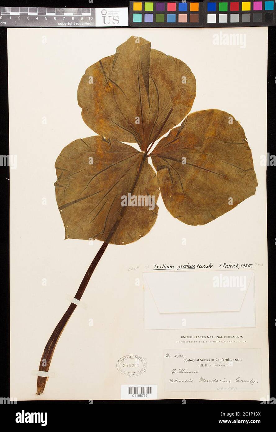 Trillium ovatum Pursh Trillium ovatum Pursh. Banque D'Images