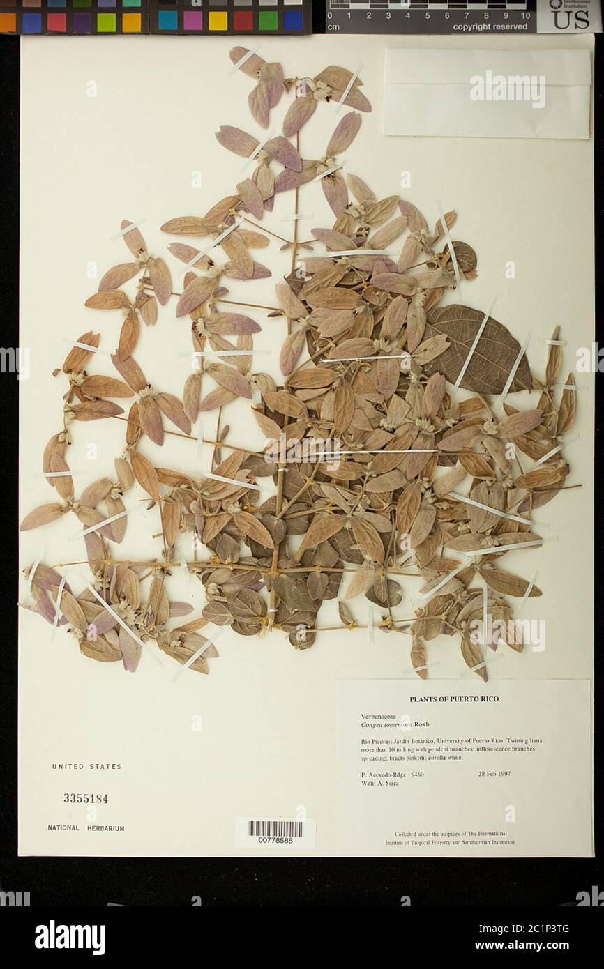 Congea tomentosa Roxb Congea tomentosa Roxb. Banque D'Images