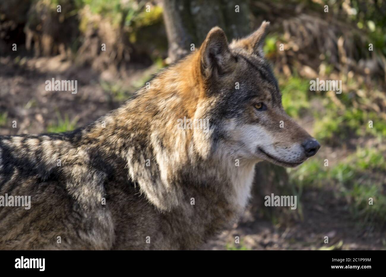 Loup de der (Canis lupus) Banque D'Images