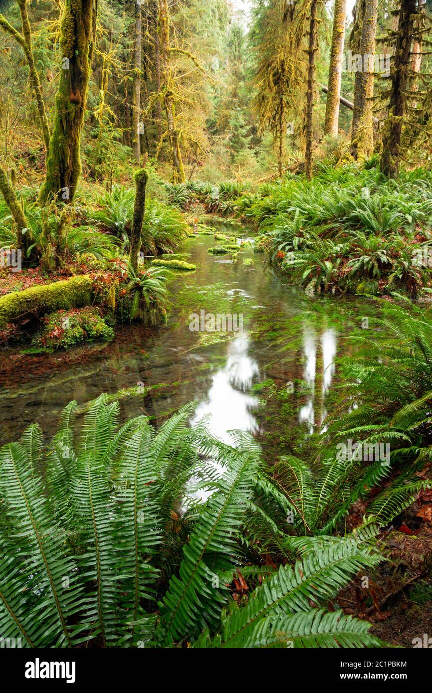 WA16820-00...WASHINGTON - Taft Creek vue depuis le Spruce nature Trail dans la région de la forêt tropicale de Hoh, dans le parc national olympique. Banque D'Images