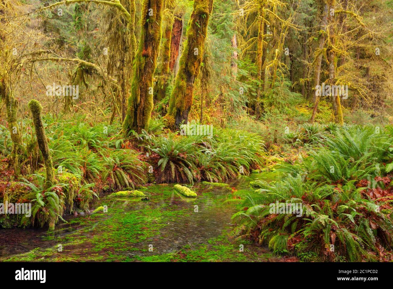 WA16822-00...WASHINGTON - Taft Creek vue depuis le Spruce nature Trail dans la région de la forêt tropicale de Hoh, dans le parc national olympique. Banque D'Images